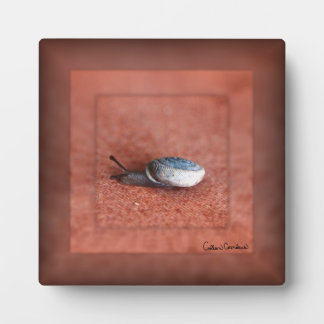 Makrofoto einer Schnecke auf Terrakotta Fotoplatte
