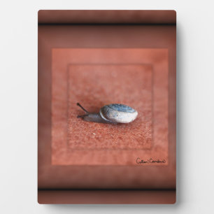 Makrofoto einer Schnecke auf Terrakotta Fotoplatte
