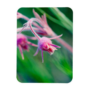 Makrofoto von Prärieblumen in Montana Magnet