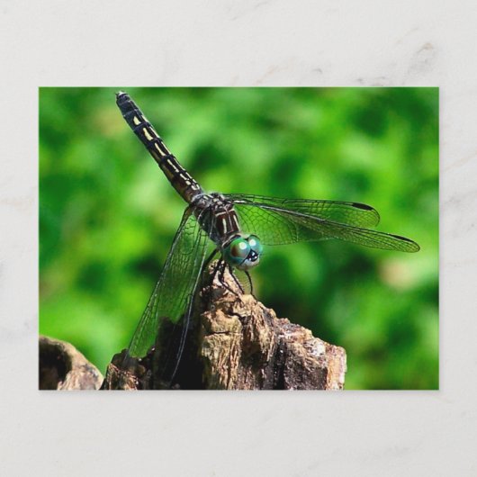 Makrofotografie der Dragonfly Postkarte (Vorderseite)