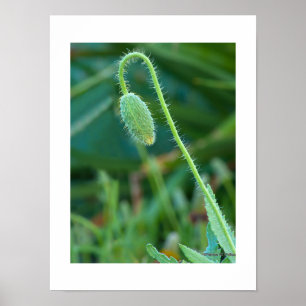 Makrofotografie einer stacheligen grünen Mohnknosp Poster