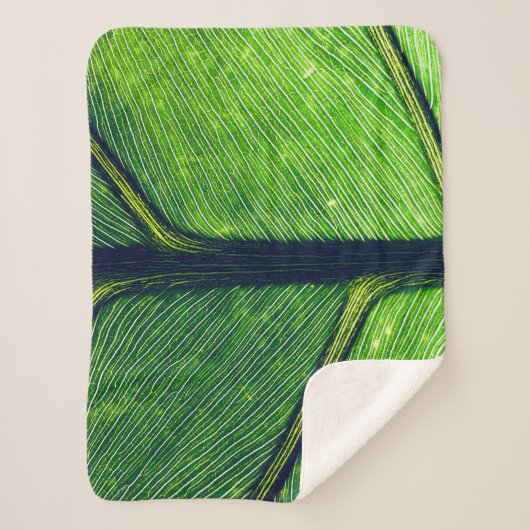 Makrofotografie Sherpadecke (Vorderseite)