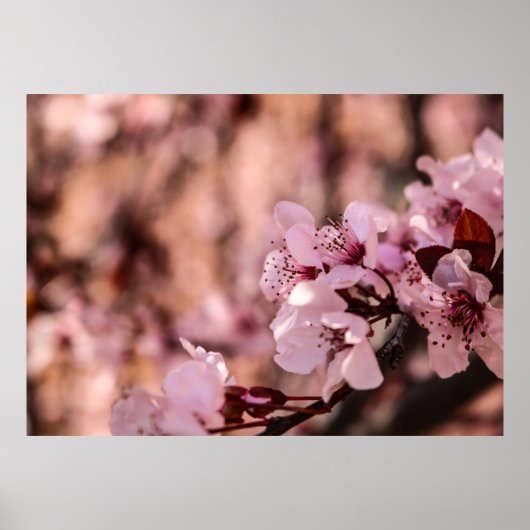 MAKROFOTOGRAFIE VON BLOMENBLÜTTERBLUMEN POSTER (Vorne)