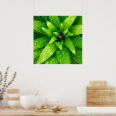 Makrogrün Poster (Küche)