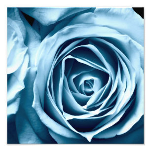 Makronahe hohe Fotografie-Rose Fotodruck