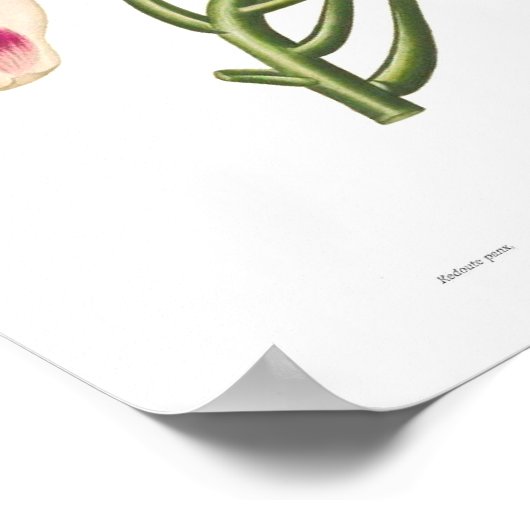 Makrophylla Poster (Ecke)