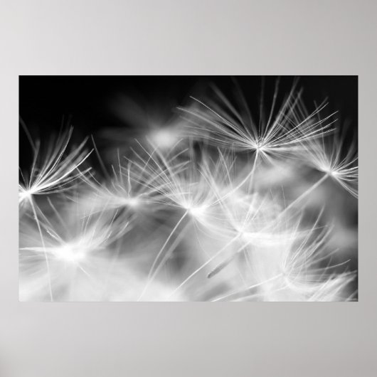 Makroschönheit aus Dandela Poster (Vorne)