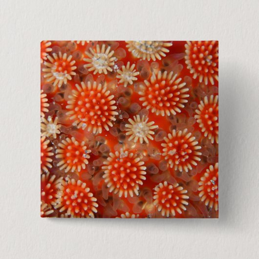 Makroseestern Button (Vorderseite)