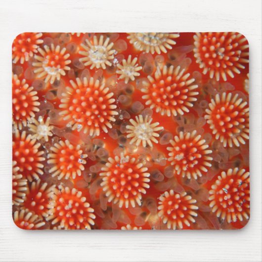 Makroseestern Mousepad (Vorne)