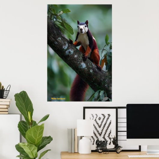 Malabarisches Rieseneichhörnchen Poster (Heimbüro)