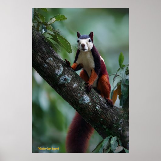 Malabarisches Rieseneichhörnchen Poster (Vorne)