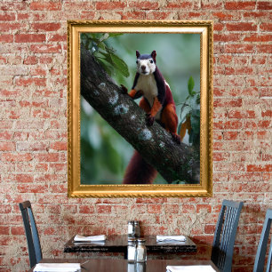 Malabarisches Rieseneichhörnchen Poster