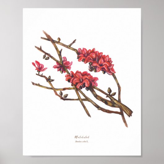 Malabulak (Bombax ceiba) Philippinische Waldblüten Poster (Vorne)