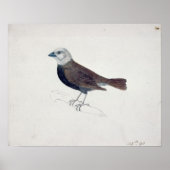 Malacca Crossbeak Poster (Vorne)