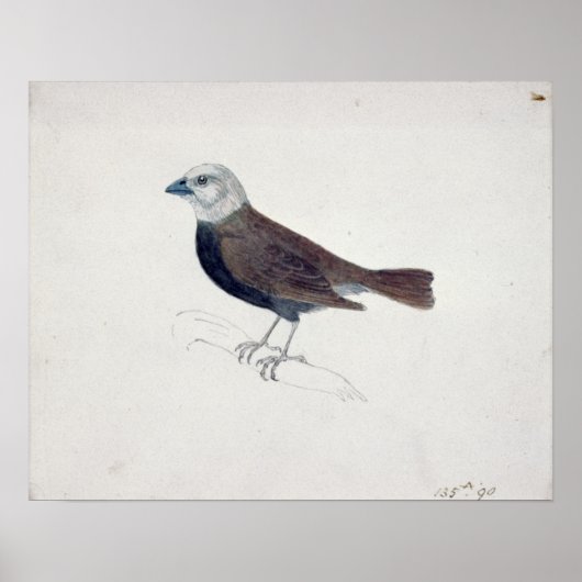 Malacca Crossbeak Poster (Vorne)