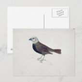 Malacca Crossbeak Postkarte (Vorne/Hinten)