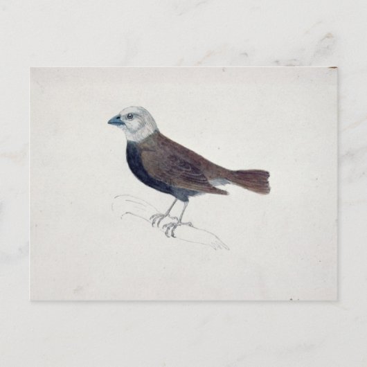 Malacca Crossbeak Postkarte (Vorderseite)