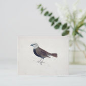 Malacca Crossbeak Postkarte (Stehend Vorderseite)