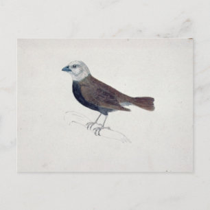 Malacca Crossbeak Postkarte