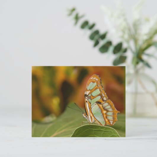 Malachit auf Blättern Postkarte (Stehend Vorderseite)