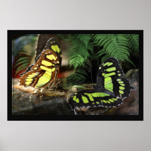 Malachite Butterflies 1 Poster -60x40 - oder klein
