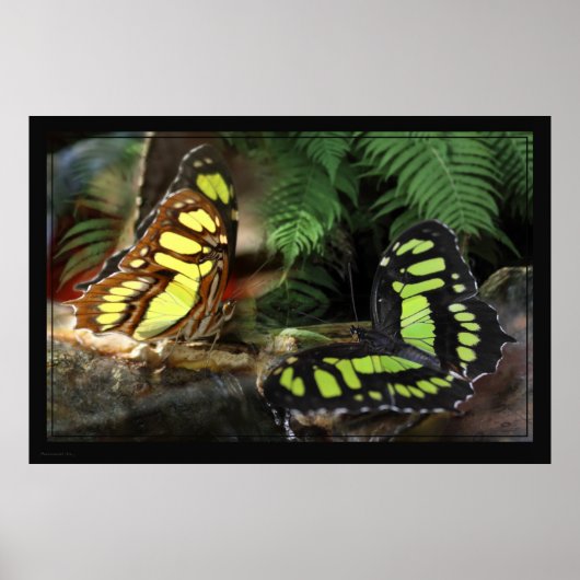Malachite Butterflies 1 Poster -60x40 - oder klein (Vorne)