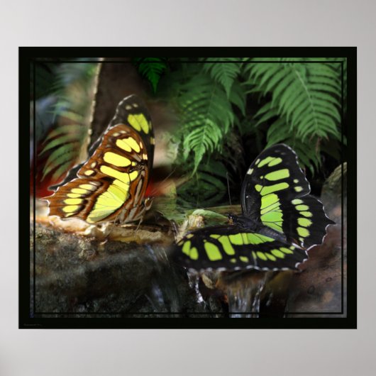 Malachite Butterflies 1 Print -24x20 - oder kleine Poster (Vorne)