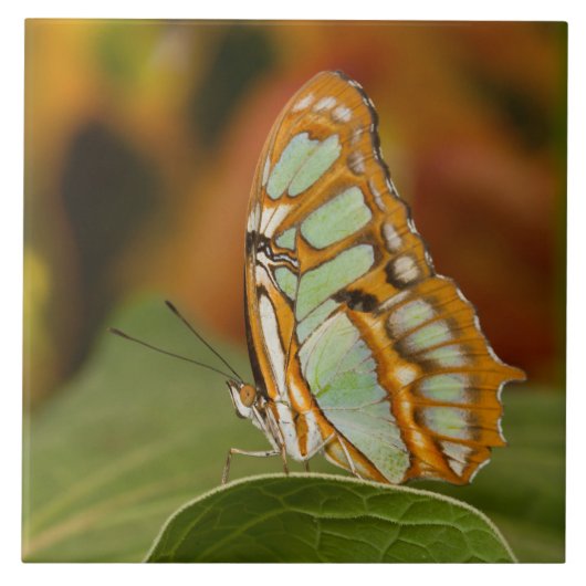 Malachite Butterfly Fliese (Vorderseite)