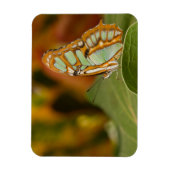 Malachite Butterfly Magnet (Vertikal)