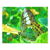Malachite Butterfly on Green Leaf Fotodruck (Vorne)