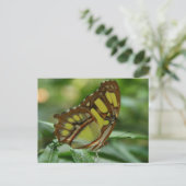 Malachite Butterfly Postcard Postkarte (Stehend Vorderseite)