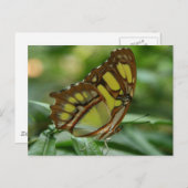 Malachite Butterfly Postcard Postkarte (Vorne/Hinten)