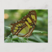 Malachite Butterfly Postcard Postkarte (Vorderseite)