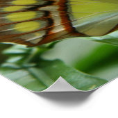 Malachite Butterfly Poster Print (Ecke)