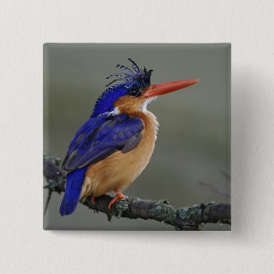 Malachite Eisvogel, Alcedo cristata, See Button