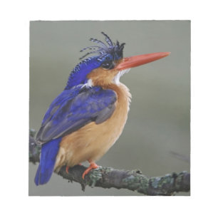 Malachite Eisvogel, Alcedo cristata, See Notizblock