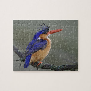 Malachite Eisvogel, Alcedo cristata, See Puzzle