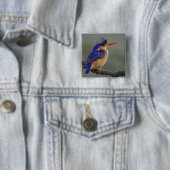 Malachite Kingfisher, Alcedo cristata, Lake Button (Beispiel)