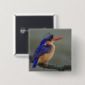 Malachite Kingfisher, Alcedo cristata, Lake Button (Vorne & Hinten)