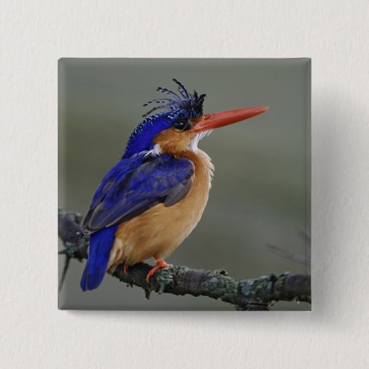 Malachite Kingfisher, Alcedo cristata, Lake Button (Vorderseite)