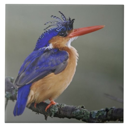 Malachite Kingfisher, Alcedo cristata, Lake Fliese (Vorderseite)