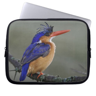 Malachite Kingfisher, Alcedo cristata, Lake Laptopschutzhülle