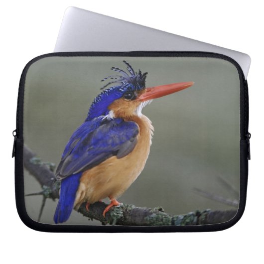 Malachite Kingfisher, Alcedo cristata, Lake Laptopschutzhülle (Vorderseite)