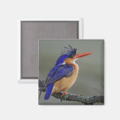 Malachite Kingfisher, Alcedo cristata, Lake Magnet (Vorderseite/Rückseite)