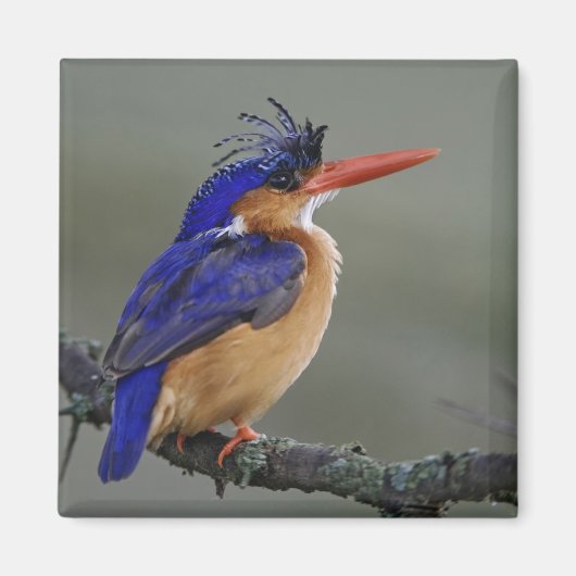 Malachite Kingfisher, Alcedo cristata, Lake Magnet (Vorne)