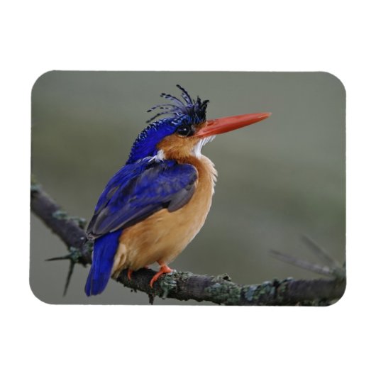 Malachite Kingfisher, Alcedo cristata, Lake Magnet (Horizontal)