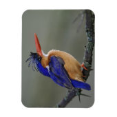 Malachite Kingfisher, Alcedo cristata, Lake Magnet (Vertikal)