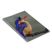 Malachite Kingfisher, Alcedo cristata, Lake Notizblock (Rechte Seite)