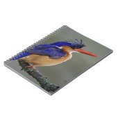 Malachite Kingfisher, Alcedo cristata, Lake Notizblock (Linke Seite)