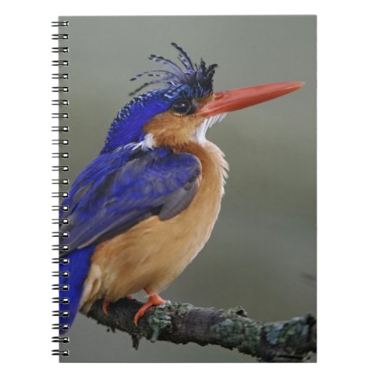 Malachite Kingfisher, Alcedo cristata, Lake Notizblock (Vorderseite)